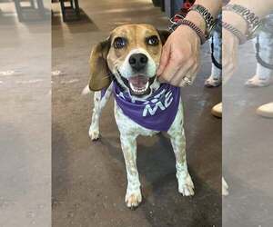Beagle Dogs for adoption in Greenville, SC, USA