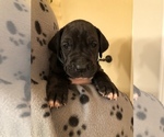 Small Photo #4 Great Dane Puppy For Sale in COLLINSVILLE, OK, USA