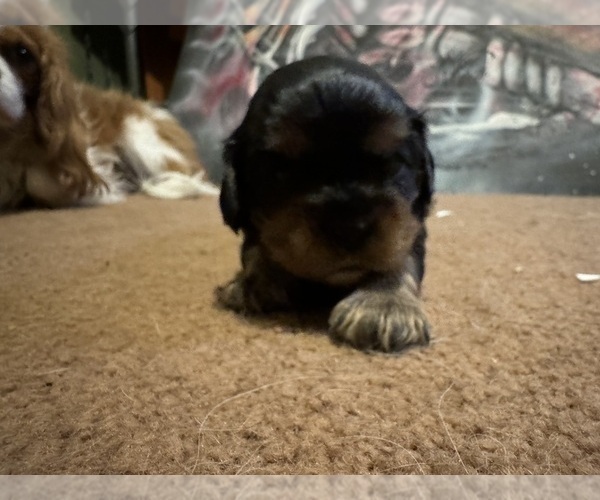 Medium Photo #5 Cavalier King Charles Spaniel Puppy For Sale in ALBUQUERQUE, NM, USA