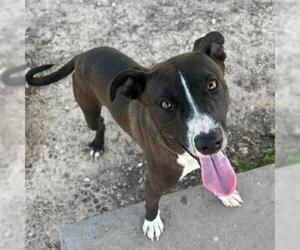 Labrador Retriever-Unknown Mix Dogs for adoption in Conroe, TX, USA