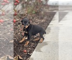 Small Photo #2 Miniature Pinscher Puppy For Sale in CANOGA, NY, USA