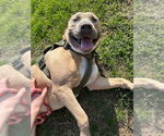 Small #6 American Pit Bull Terrier-Labrador Retriever Mix