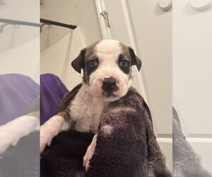 Catahoula Leopard Dog-Mountain Cur Mix Dogs for adoption in Holly Springs, NC, USA