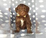 Small Photo #5 Aussie-Poo Puppy For Sale in LANCASTER, PA, USA