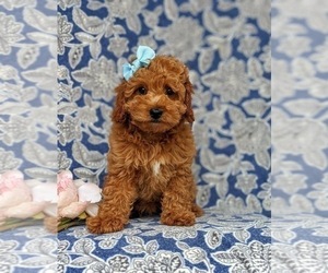 Cavapoo Puppy for sale in KIRKWOOD, PA, USA