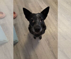 Australian Cattle Dog-Unknown Mix Dogs for adoption in El Centro, CA, USA