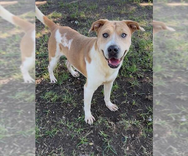 Medium Photo #1 Chinese Shar-Pei-Unknown Mix Puppy For Sale in Conroe, TX, USA