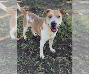 Chinese Shar-Pei-Unknown Mix Dogs for adoption in Conroe, TX, USA