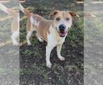 MORK - Male Chinese Shar-Pei-Unknown Mix Dog for Adoption - Small photo