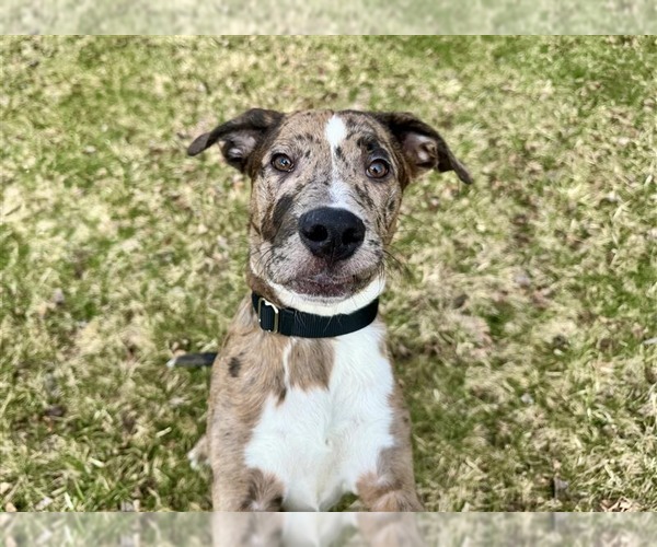 Medium Photo #1 Catahoula Leopard Dog-Unknown Mix Puppy For Sale in Gloversville, NY, USA
