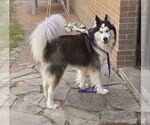 Small #3 Siberian Husky