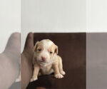 Small #6 Silkyhuahua