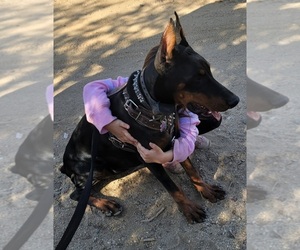 Doberman Pinscher Dog for Adoption in PALMDALE, California USA