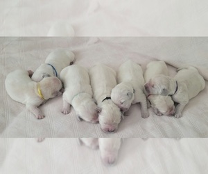 English Cream Golden Retriever Puppy for sale in EASLEY, SC, USA