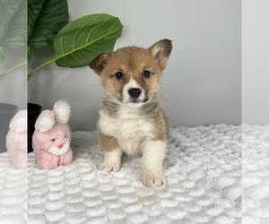 Pembroke Welsh Corgi Puppy for sale in FRANKLIN, IN, USA