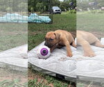 Small #2 American Staffordshire Terrier Mix
