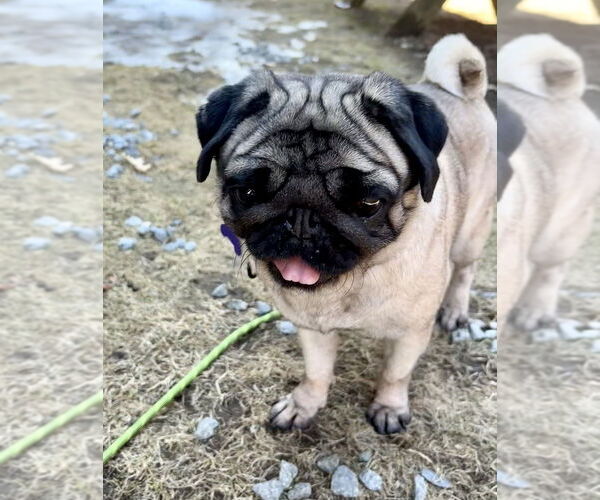 Medium Photo #4 Pug Puppy For Sale in Oak Bluffs, MA, USA