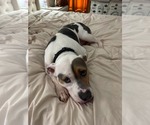 Small #2 American Pit Bull Terrier Mix
