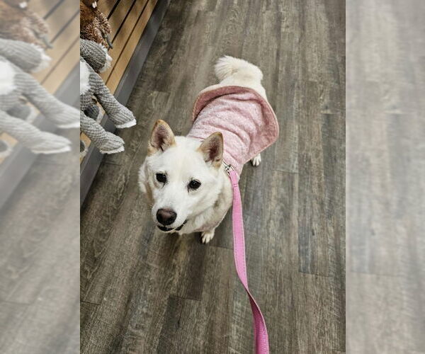 Medium Photo #1 Shiba Inu Puppy For Sale in Mukwonago, WI, USA