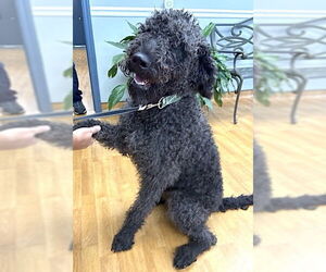 Poodle (Standard)-Unknown Mix Dogs for adoption in Mount Airy, NC, USA