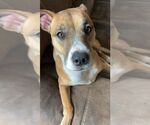 Small #1 American Pit Bull Terrier Mix