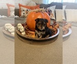 Small #1 YorkiePoo