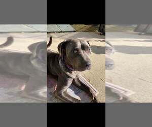 Mutt Dogs for adoption in New York, NY, USA