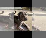 Portia (GA) - Female Mutt Dog for Adoption - Small photo