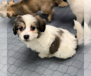 Mutt Dogs for adoption in Gilberts, IL, USA