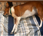 Small #1 Collie Mix