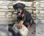 Small Photo #6 Doberman Pinscher Puppy For Sale in AUSTIN, TX, USA