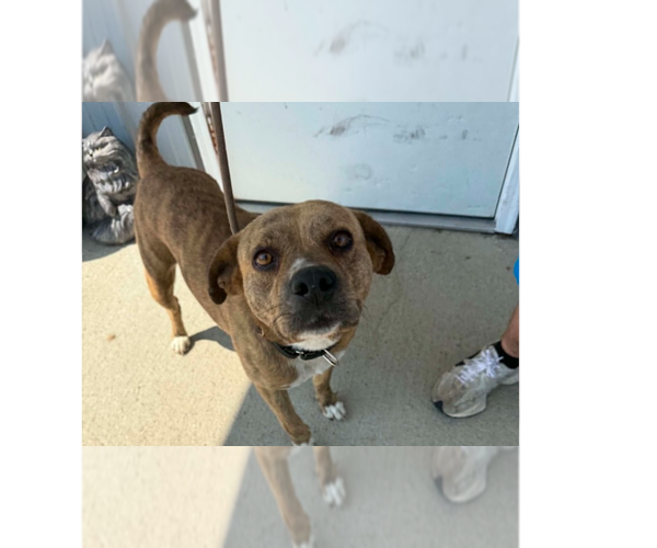 Medium Photo #4 Mutt Puppy For Sale in Evansville, IN, USA
