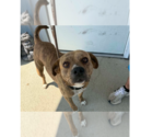 Small #3 Mutt