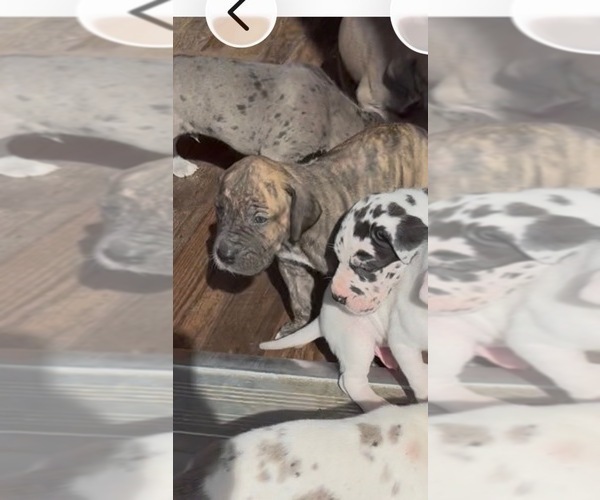 Medium Photo #10 Great Dane Puppy For Sale in PITTSBURG, CA, USA