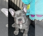 Puppy 1 French Bulldog