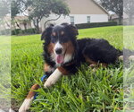 Small #1 Border-Aussie