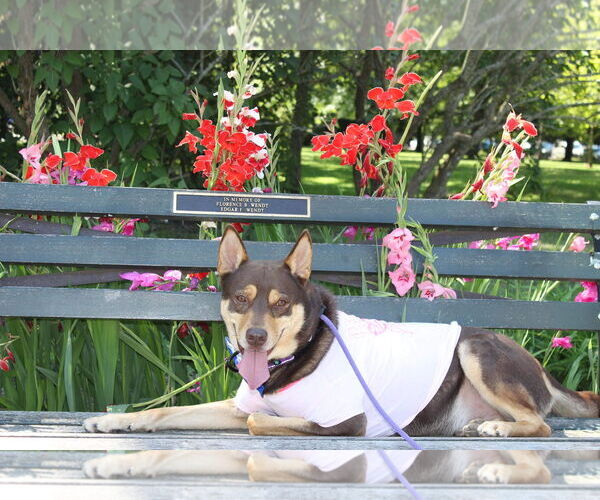 Medium Photo #5 Siberian Husky-Unknown Mix Puppy For Sale in Lockport, NY, USA