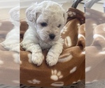 Small Photo #4 Maltipoo Puppy For Sale in ROCK HILL, SC, USA