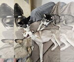 Small #3 Siberian Husky
