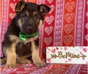 German Shepherd Dog Puppy for sale in LANCASTER, PA, USA