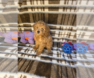 Poodle (Toy) Litter for sale in DENVER, CO, USA