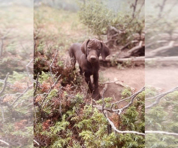 Medium Photo #21 German Shorthaired Pointer Puppy For Sale in DENVER, CO, USA