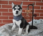 Small Photo #4 Siberian Husky Puppy For Sale in HONEY BROOK, PA, USA