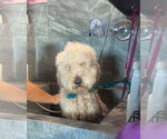 Small #3 Poodle (Standard) Mix