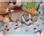 Small Photo #3 Siberian Husky Puppy For Sale in SPARTA, MO, USA