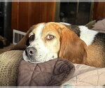 Small #3 Beagle
