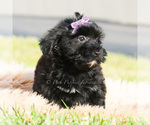 Small Photo #6 Maltipoo (Toy) Puppy For Sale in WARSAW, IN, USA