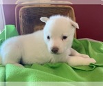 Small Photo #5 Siberian Husky Puppy For Sale in DEARBORN, MO, USA