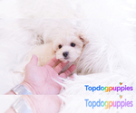 Small #1 Maltipoo