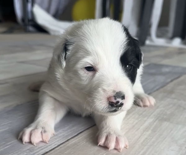 Medium Photo #1 Border Collie Puppy For Sale in AMERY, WI, USA